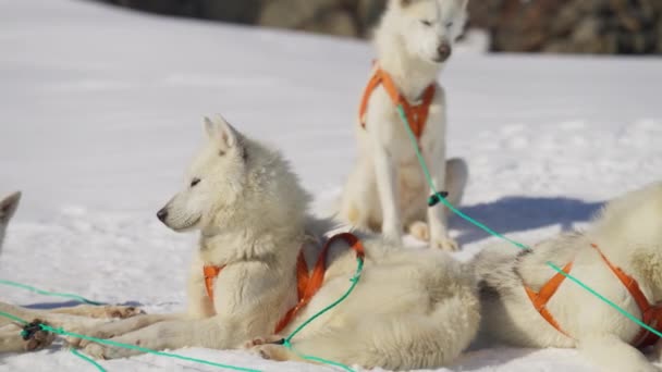 Husky Perros Trineo Nieve Descanso Arnés — Vídeos de Stock