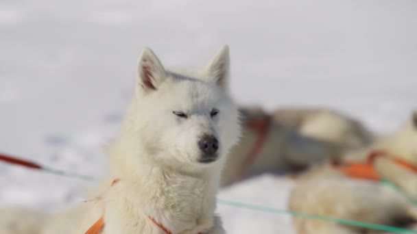 Χάσκι Ελκήθρος Σκύλος Χιόνι Ανάπαυση Ψέματα — Αρχείο Βίντεο
