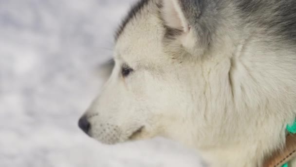 Husky Perro Trineo Nieve Cansado Descanso — Vídeo de stock