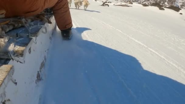 Musher Sleigh Śnieg Mężczyzna Sled — Wideo stockowe