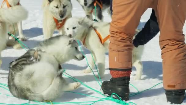 Husky Έλκηθρο Σκυλί Χιόνι Musher Προετοιμασία — Αρχείο Βίντεο