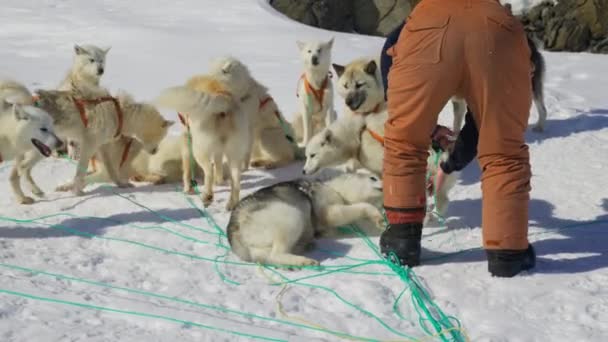 Husky Cão Trenó Musher Neve Leash — Vídeo de Stock