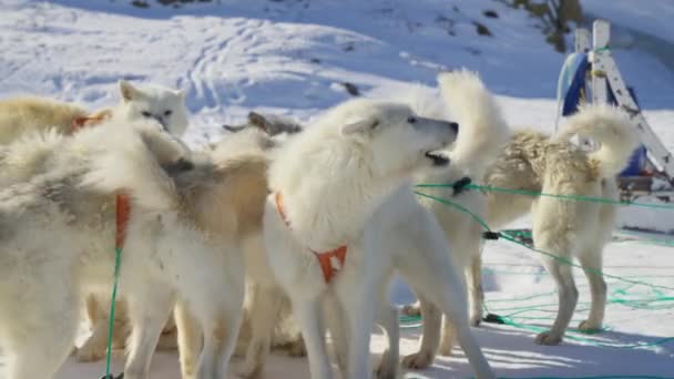 Husky Sled Dog Snow Wagging Tails — стокове відео