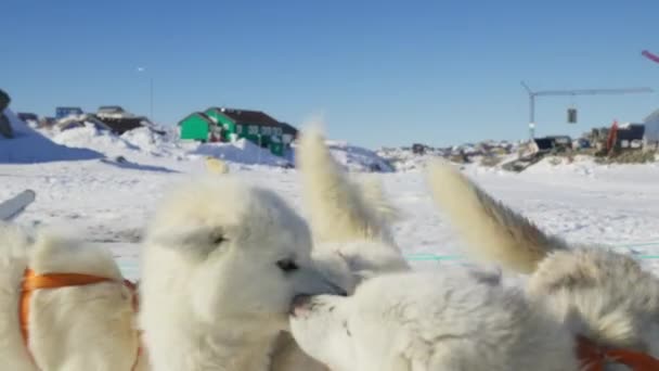 Husky Sled Dog Snow Bonding Harness — Stock video