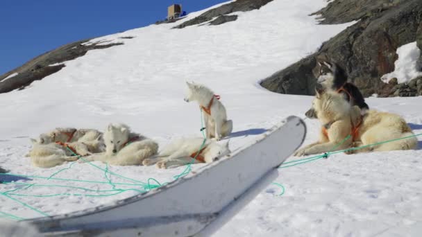 Husky Sled Dog Sleigh Resting Snow — стокове відео