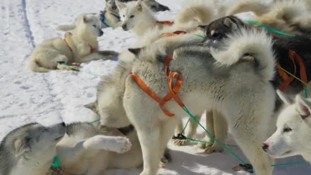 Husky Sled Dog Snow Pack Bonding — Stock Video