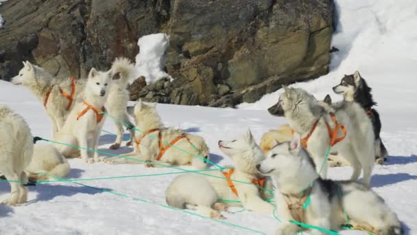 Husky Sled Dog Śnieg Odpoczynek Uprząż — Wideo stockowe