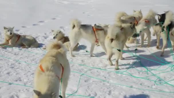 Husky Sled Dog Snow Leash Harness — Stock Video