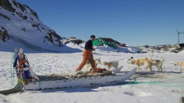 Husky, Kızak Köpeği, Kar, Ezici, Tasma