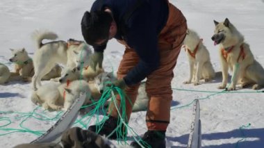 Husky, Kızak Köpeği, Ezici, Bağlayıcı, Kurşun