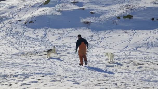 Husky Slechte Hond Harnas Musher Sneeuw — Stockvideo