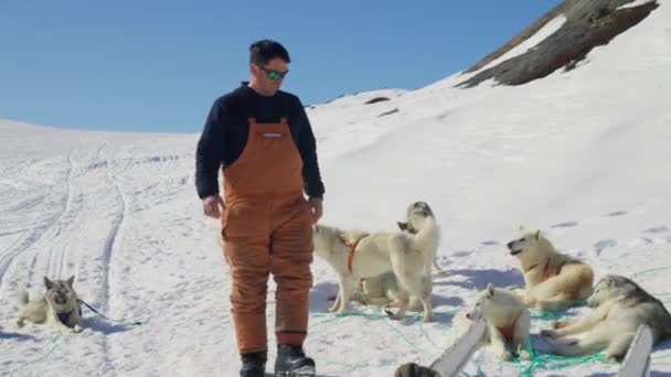 Cães Trenó Musher Neve Husky Montanha — Vídeo de Stock