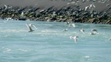 Sürü, Martı, Uçan, Deniz, Kıyı