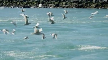 Martılar, Uçanlar, Sürüler, Deniz, Kıyılar