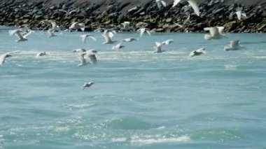 Sürü, Martı, Uçan, Deniz, Kıyı