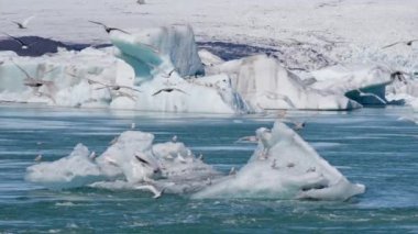 Sürü, Martılar, Uçan, Deniz, Buz