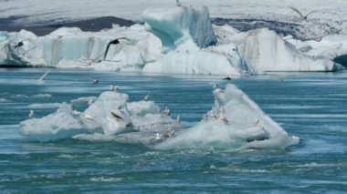 Sürü, Martılar, Uçan, Deniz, Buz