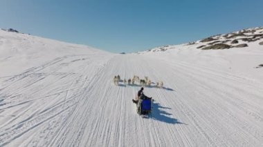 Kızak Köpekleri, Huskiler, Kar, Kızak, Musher