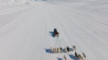 Kızak Köpekleri, Huskiler, Kar, Kızak