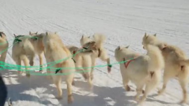 Kızak Köpekleri, Huskiler, Kar, Koşan, Tasma
