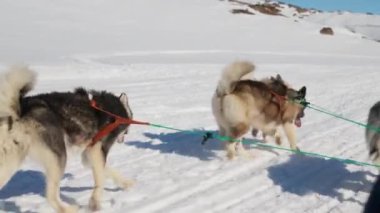 Kızak Köpekleri, Huskiler, Kar, Yürüme, Koşum