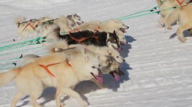 Kızak Köpekleri, Huskiler, Kar, Kürek, Yürüme