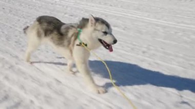 Kızak Köpekleri, Huskiler, Kar, Koşan, Koşum