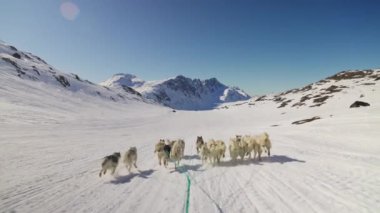 Kızak Köpekleri, Huskiler, Kar, Kızak, Dağ