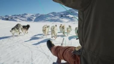 Kızak Köpekleri, Huskiler, Kar, Kızak, Musher