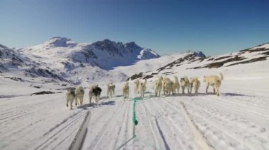 Kızak Köpekleri, Huskiler, Kar, Kızak, Dağ