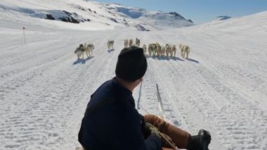 Kızak Köpekleri, Huskiler, Kar, Kızak, Musher