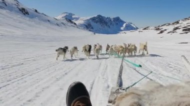 Kızak Köpekleri, Huskiler, Kar, Kızak, Koşu