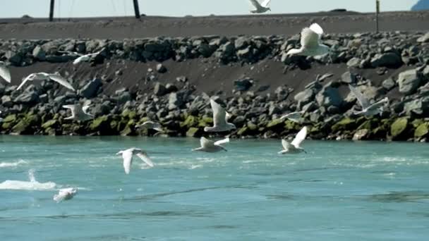 Seagulls Flying Flock Sea Coastline — Stock Video