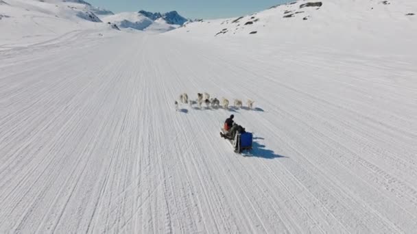 Chiens Traîneau Huskies Neige Traîneau Montagne — Video