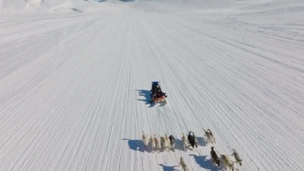 Sled Dogs Huskies Śnieg Sanie — Wideo stockowe