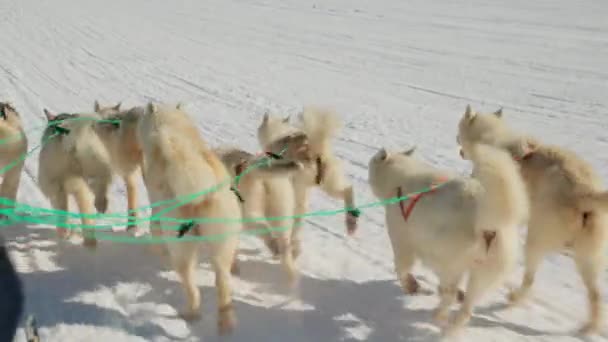 Slechte Honden Husky Sneeuw Hardlopen Leiband — Stockvideo