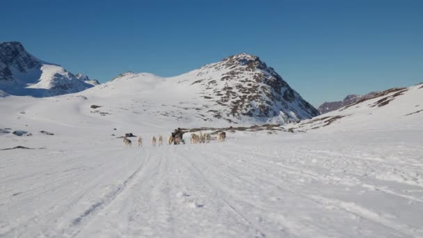 Sled Dogs Huskies Snow Sleigh Mountain — Stock Video