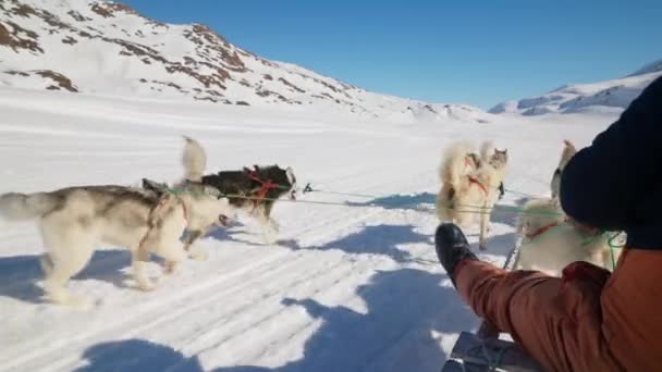 Σκυλιά Έλκηθρο Huskies Χιόνι Περπάτημα Πακέτο — Αρχείο Βίντεο