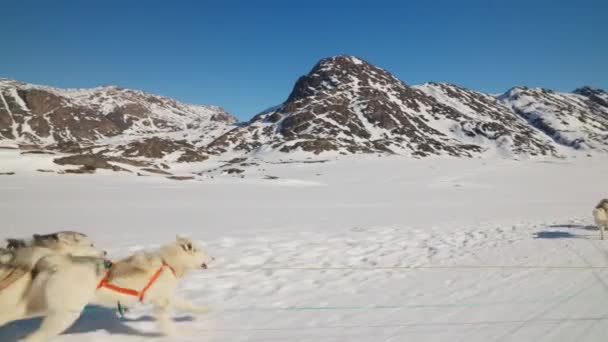 Σκυλιά Έλκηθρο Huskies Χιόνι Τρέξιμο Σκληρότητα — Αρχείο Βίντεο