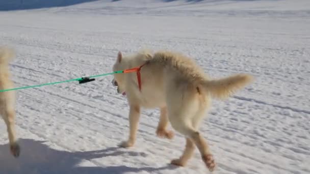 Sled Dogs Huskies Séta Harness — Stock videók