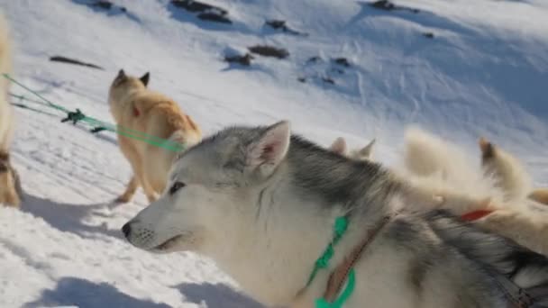 Σκυλιά Έλκηθρο Huskies Χιόνι Πακέτο Σκληρότητα — Αρχείο Βίντεο