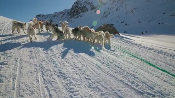 Σκυλιά Έλκηθρο Huskies Χιόνι Περπάτημα Οδηγεί — Αρχείο Βίντεο