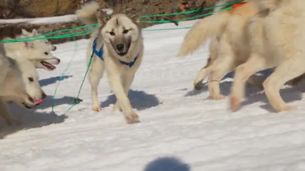 Sled Dogs Huskies Śnieg Spacery Razem — Wideo stockowe