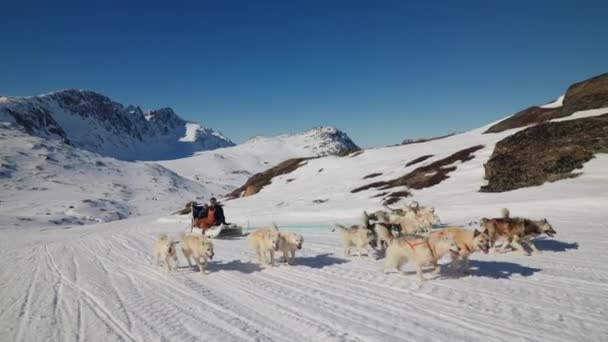 Schlittenhunde Huskys Schnee Schlitten — Stockvideo