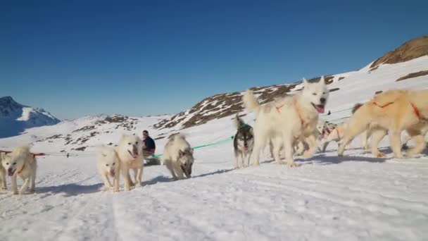 Sled Dogs Huskies Snow Sleigh Pulling — Stock Video