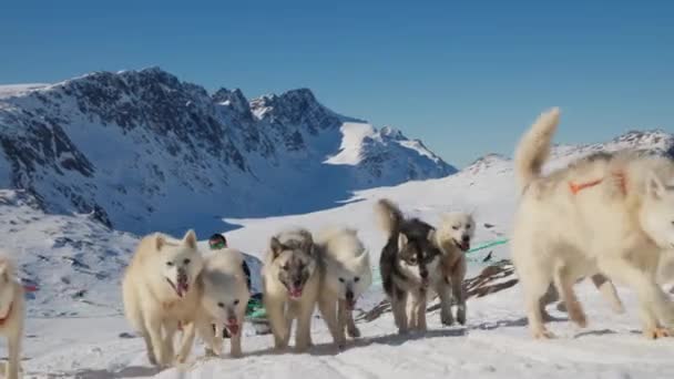 Σκυλιά Έλκηθρο Huskies Χιόνι Έλκηθρο Τράβηγμα — Αρχείο Βίντεο