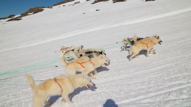 Σκυλιά Έλκηθρο Huskies Χιόνι Περπάτημα Σειρά — Αρχείο Βίντεο