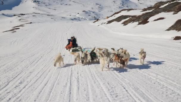 Sled Dogs Huskies Śnieg Sanki Sanki — Wideo stockowe