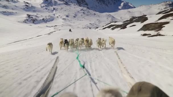 Σκυλιά Έλκηθρο Huskies Χιόνι Έλκηθρο Τρέξιμο — Αρχείο Βίντεο