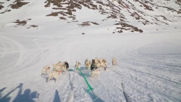 Hundar Huskies Snö Sleigh Löpning — Stockvideo